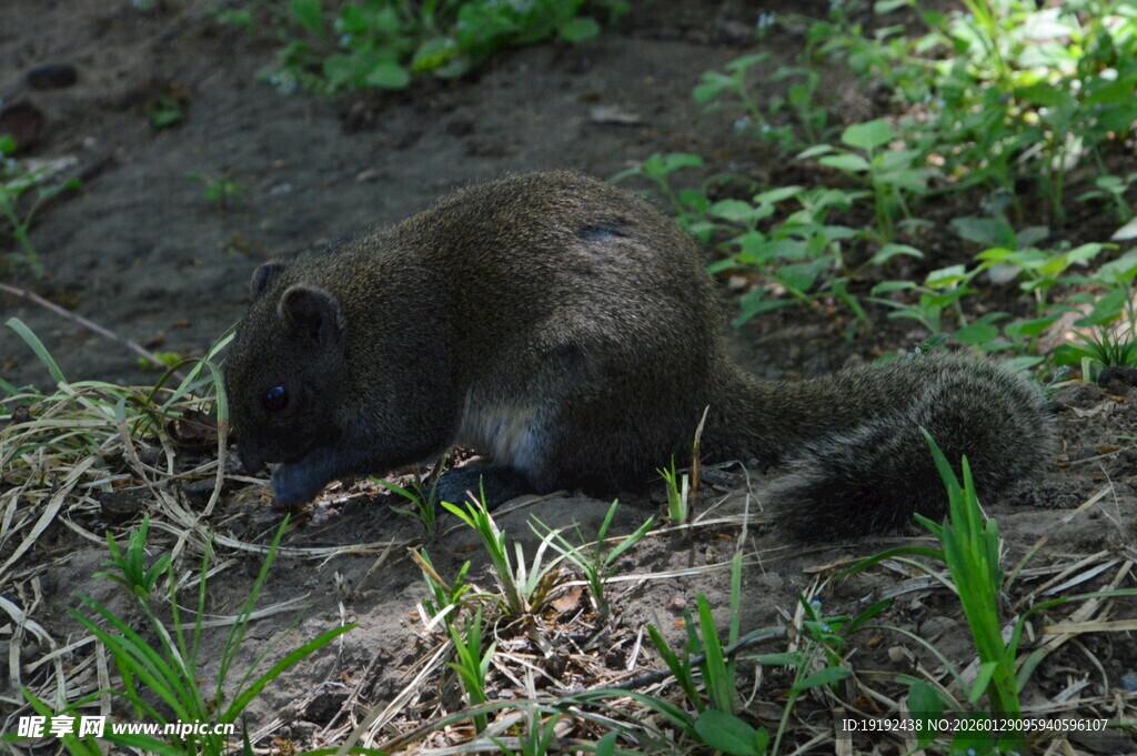 小松鼠  