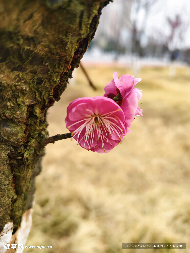 枝头绽放的梅花