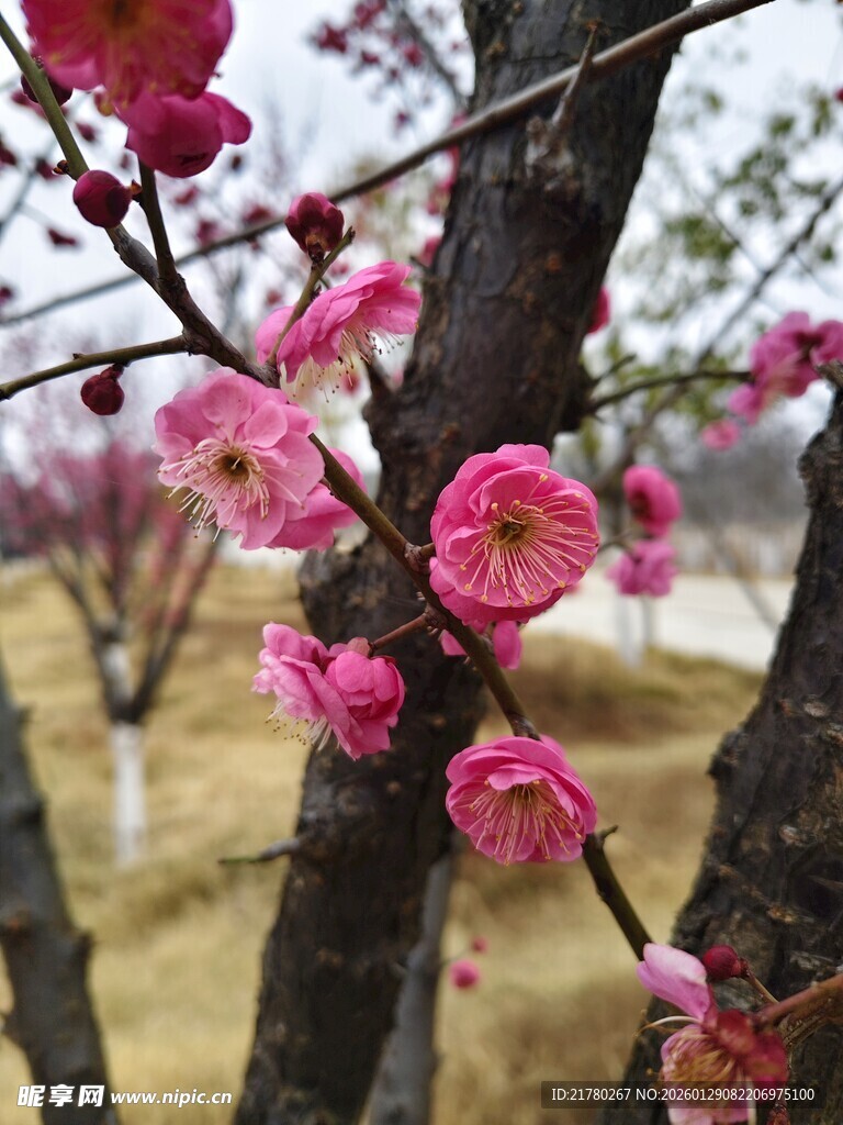 枝头绽放的娇艳粉色梅花