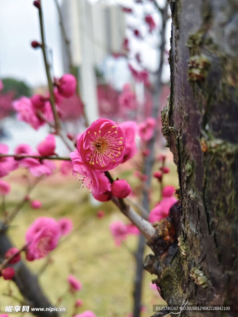 枝头绽放的娇艳红梅