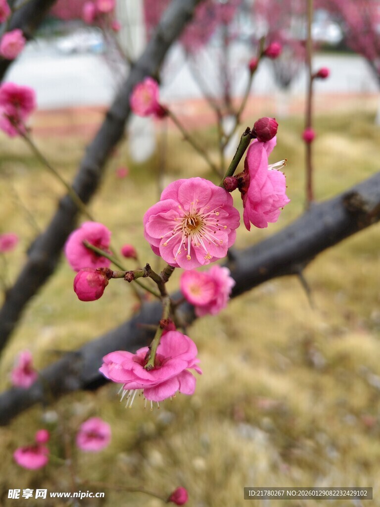 枝头绽放的娇艳粉色梅花
