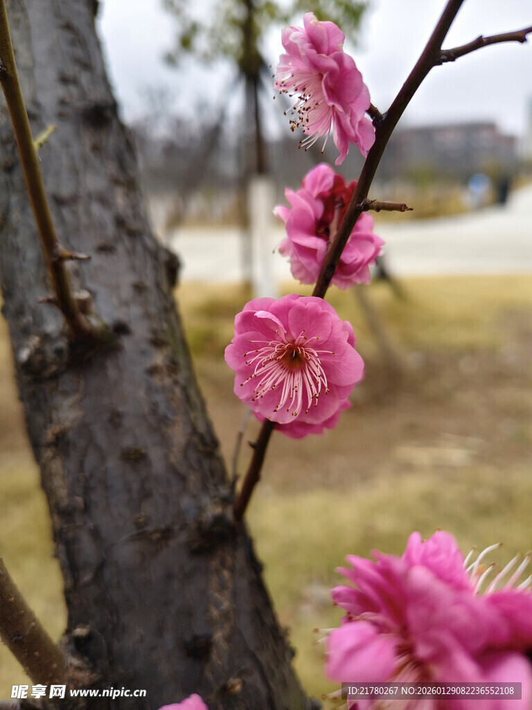 枝头绽放的粉嫩梅花