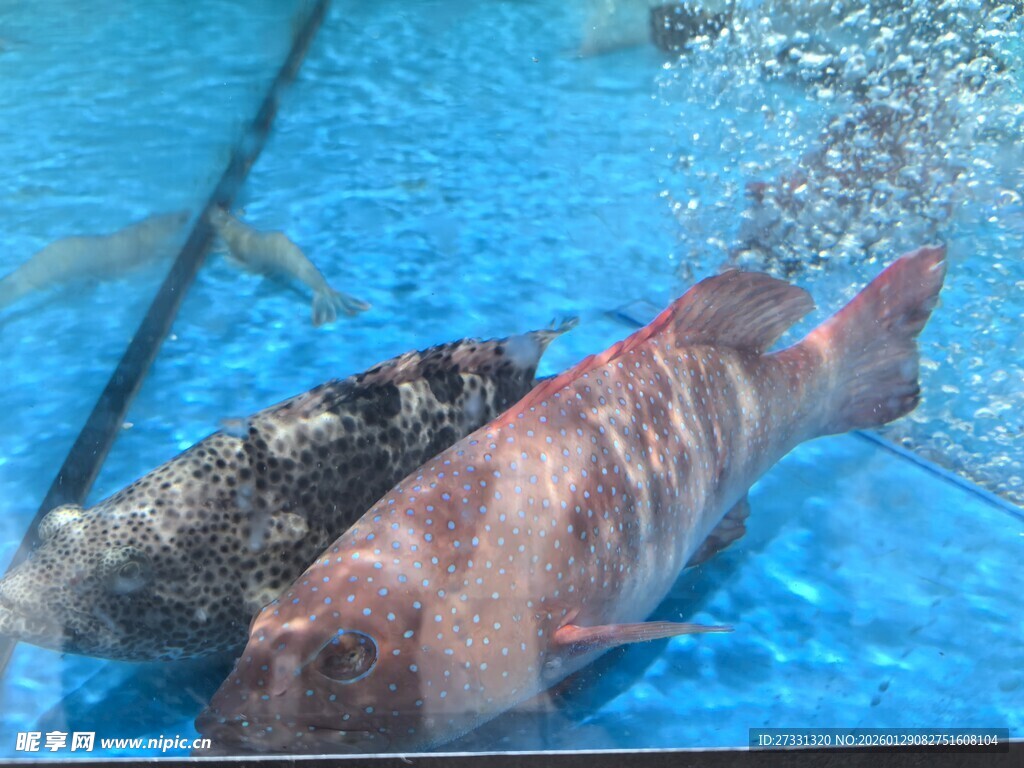 水中游动的多彩观赏鱼