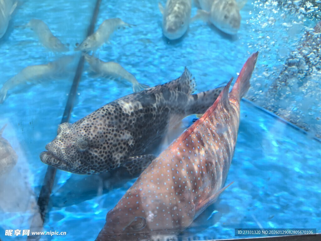 水中的奇特鱼类