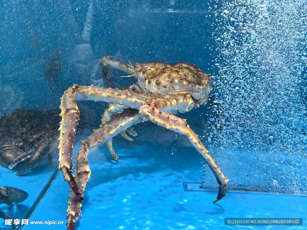 水箱中的大螃蟹