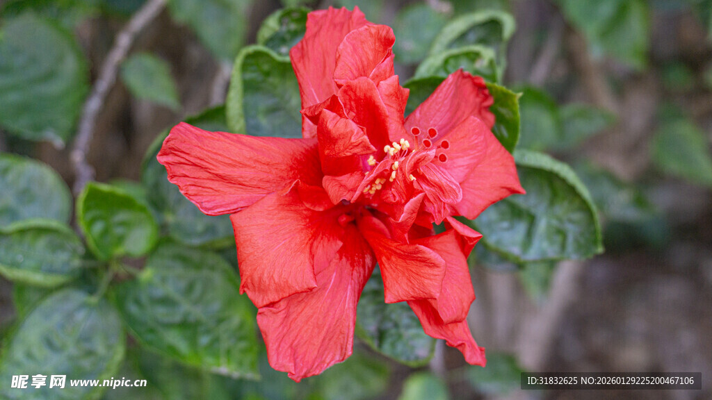 娇艳红扶桑花特写