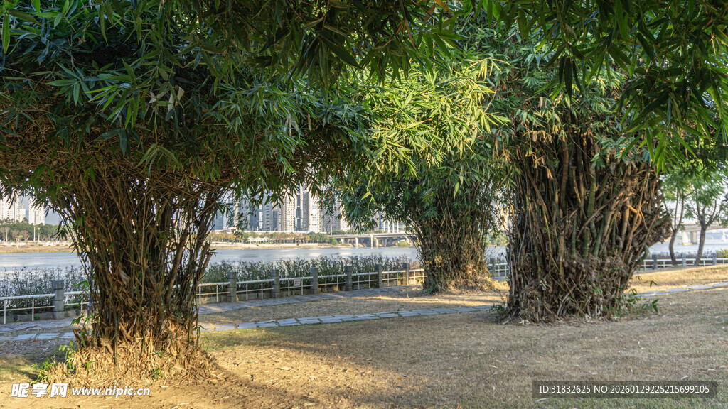 林间小道 翠竹相伴