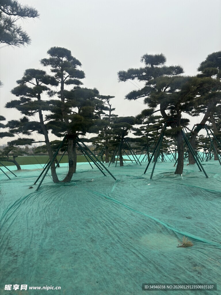 松树林中的绿色防护网