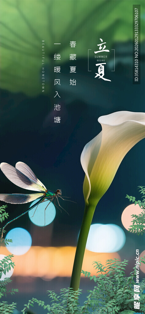 清新马蹄莲梦幻自然景致