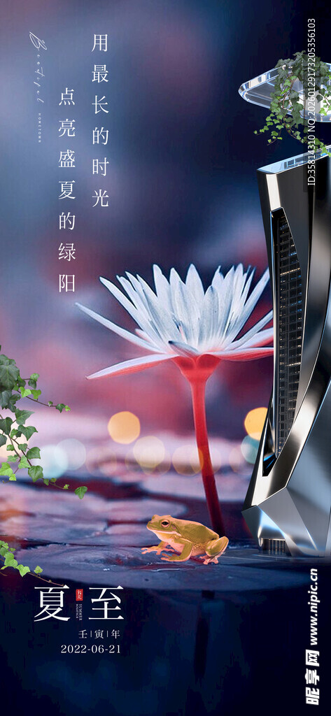 夏日睡莲绽放之美