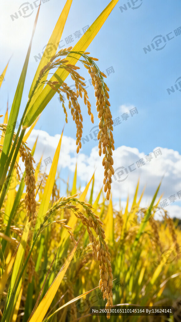 稻子蓝天白云