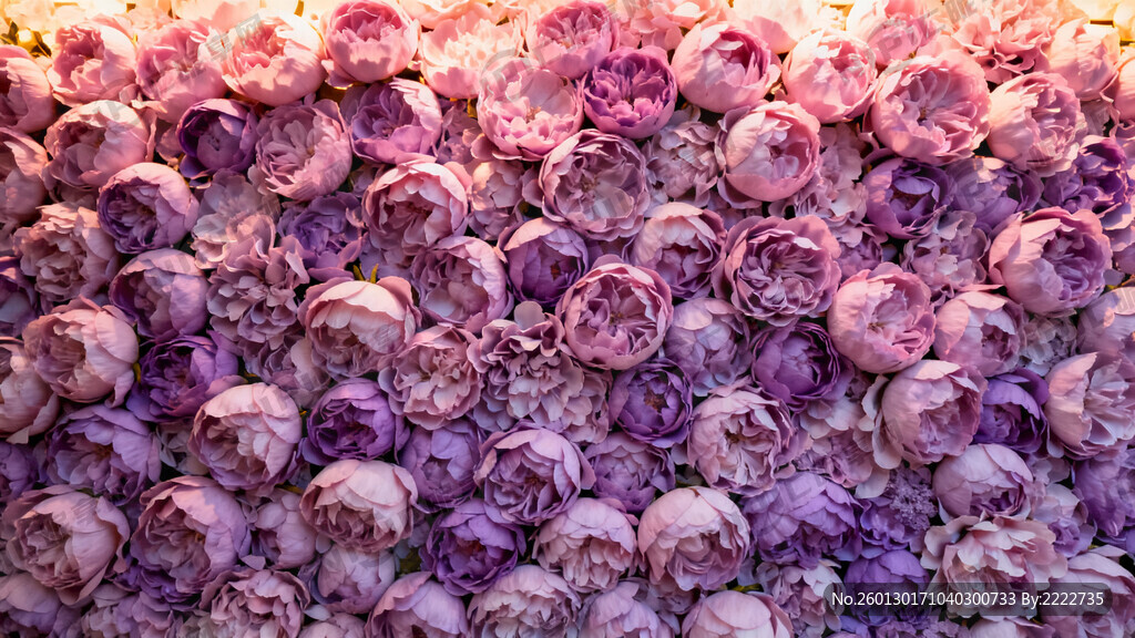 设计一张 粉紫色的花背景墙