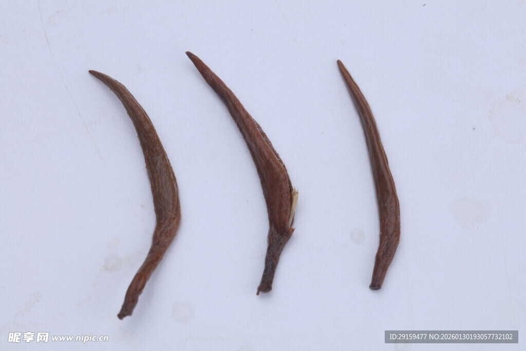 弯曲棕色长条物体