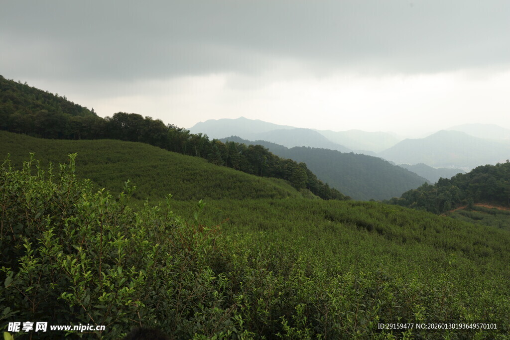 山间绿意盎然的茶叶种植地