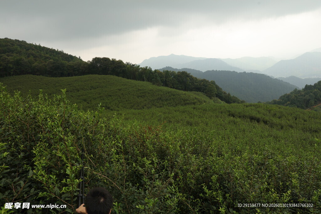 山间茶园绿意盎然