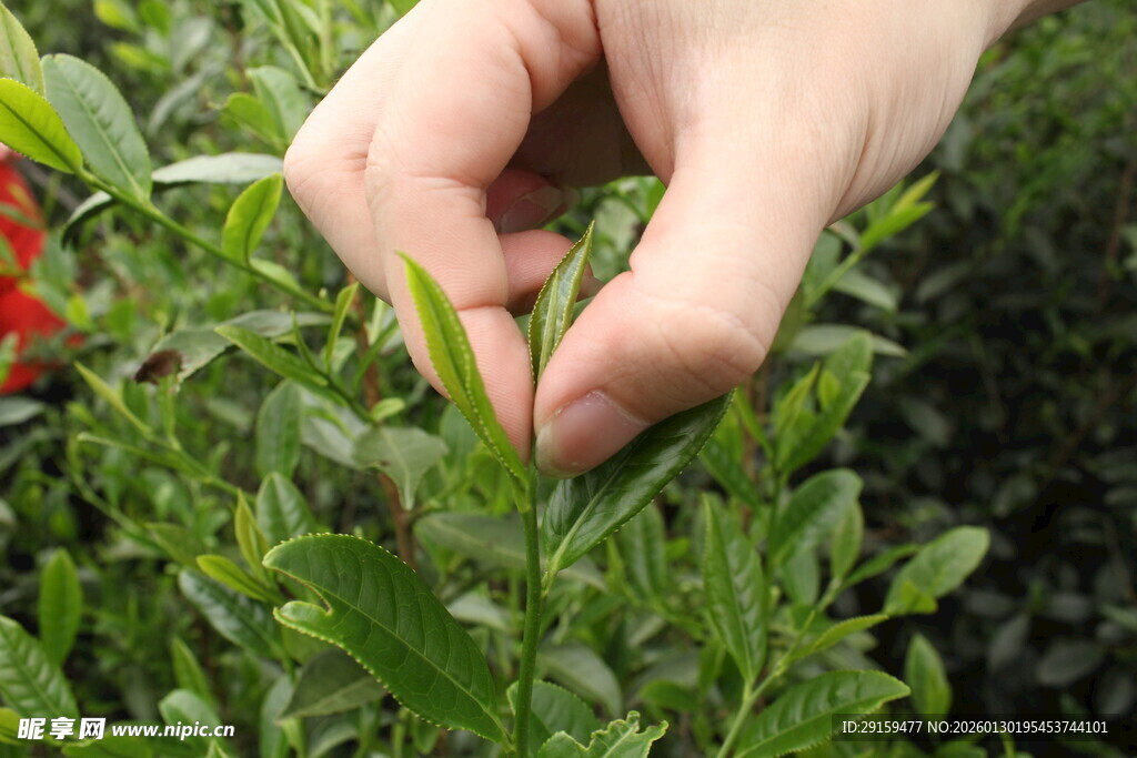 手摘嫩绿叶片