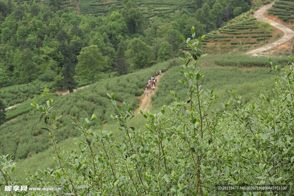 山间绿意盎然的蜿蜒茶路