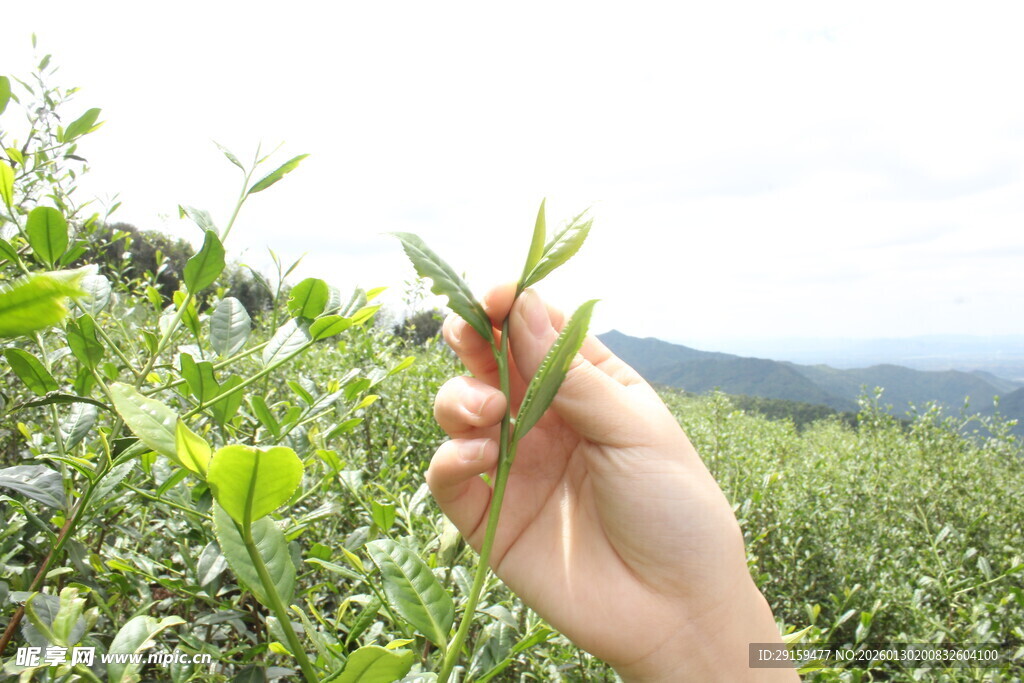 手摘鲜嫩茶叶于茶园间