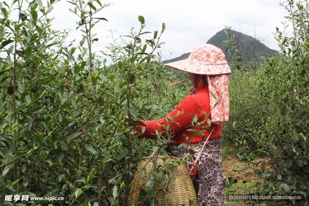 茶农田间采摘嫩绿茶叶