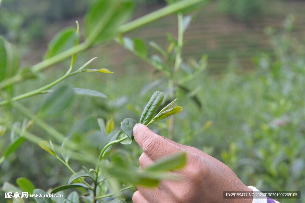 手采嫩绿茶叶