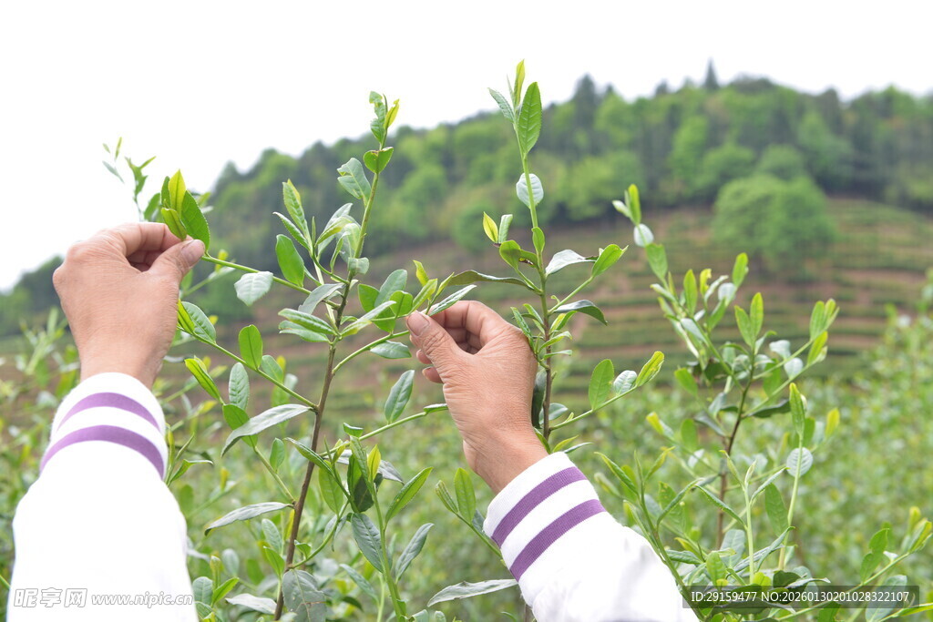 双手采摘嫩绿茶叶