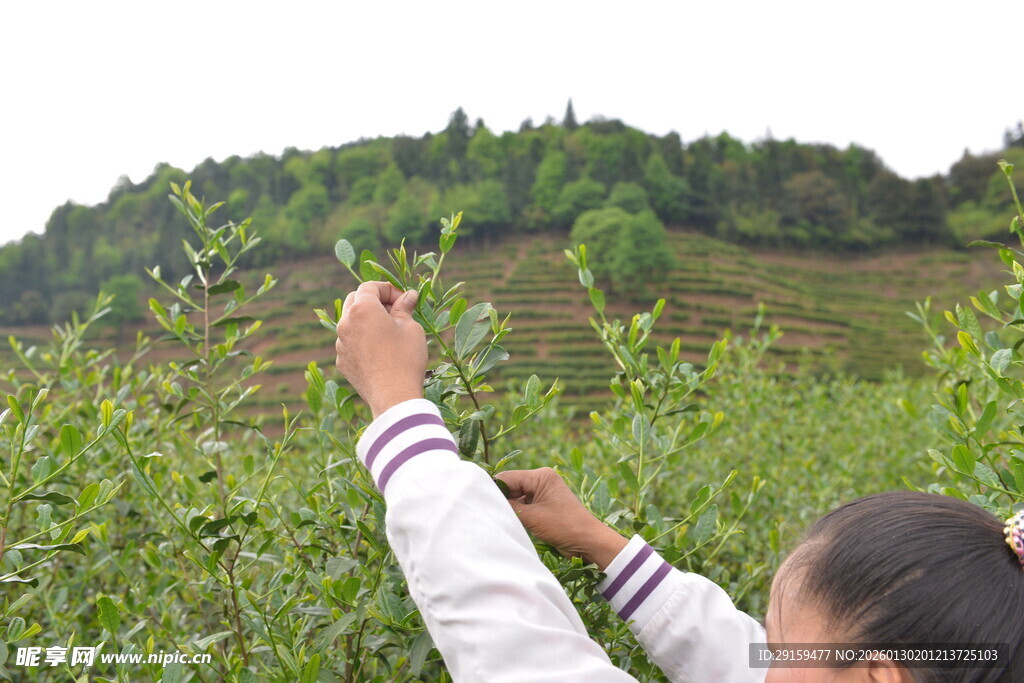 女孩田间采摘绿植