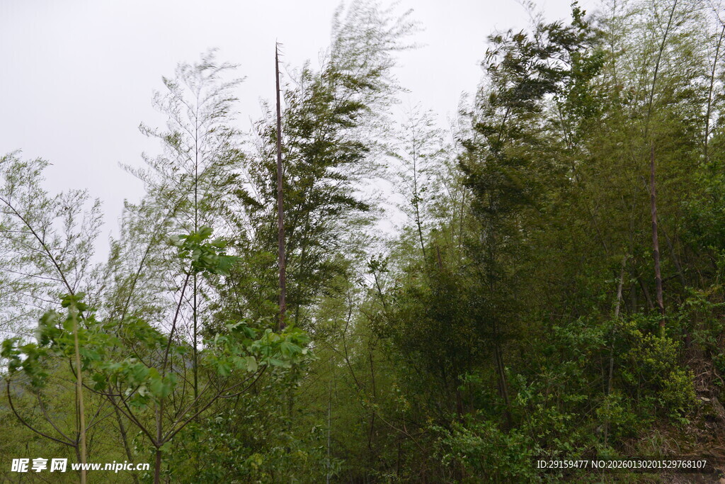 山林间的翠绿竹林景观