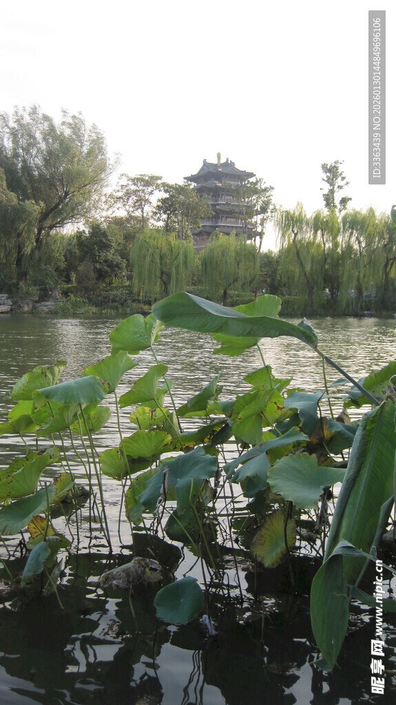 荷塘畔的中式建筑景观