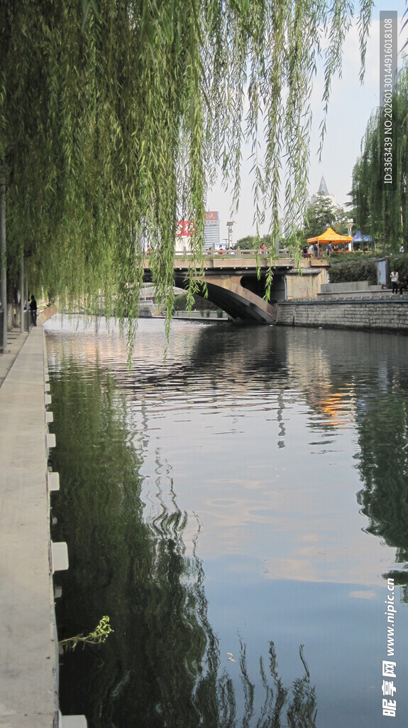 河畔垂柳下的宁静水景