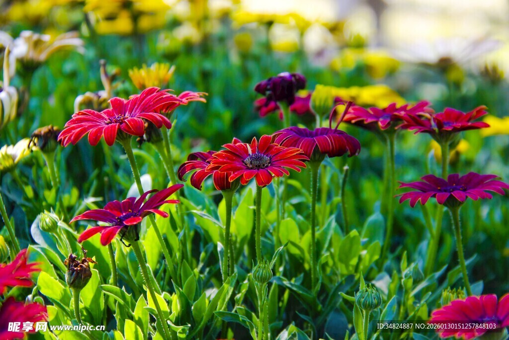 鲜艳花丛绽放美丽色彩