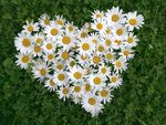 心形雏菊摆放在绿草地上