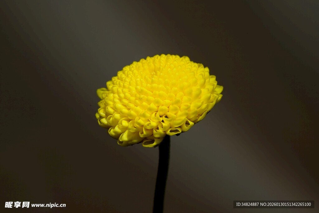 黄色绒球小花特写