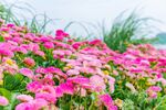 粉色花卉绽放于绿意间