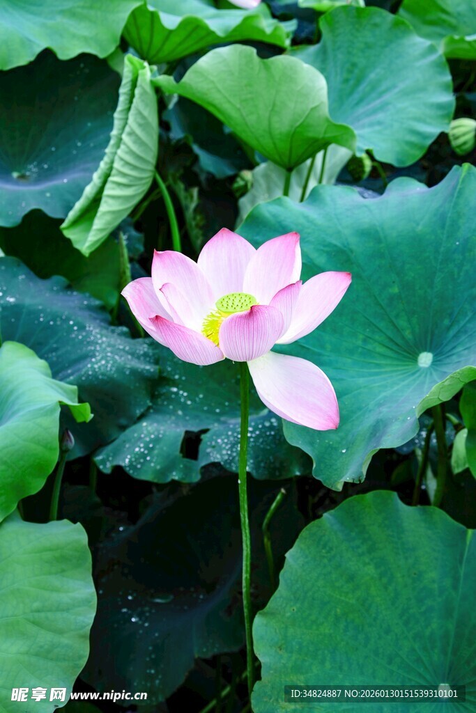 粉色荷花绽放绿意间