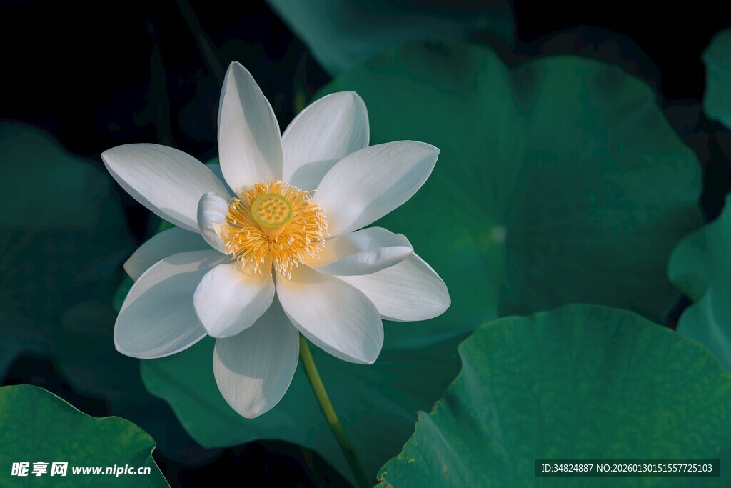 洁白荷花绽放于绿叶间