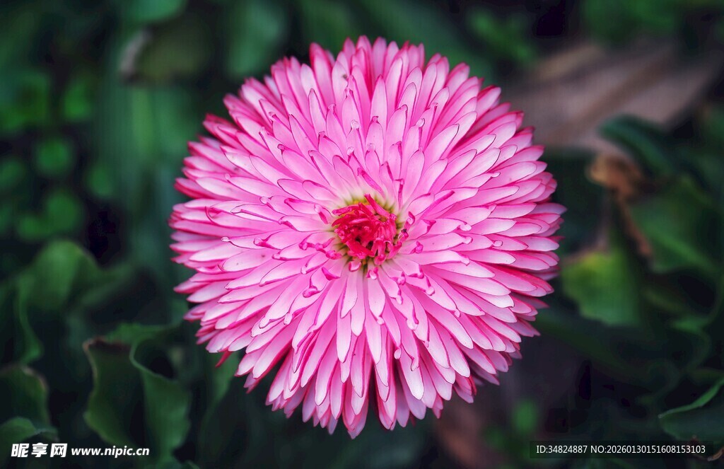粉色绽放菊花特写