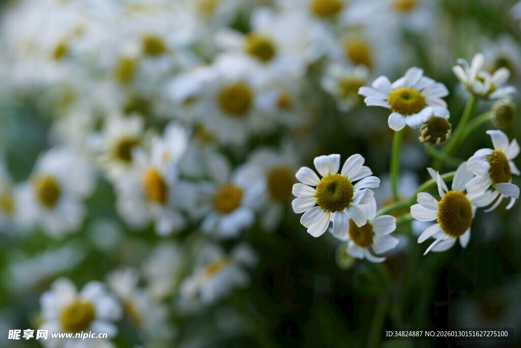 清新小白菊绽放画面