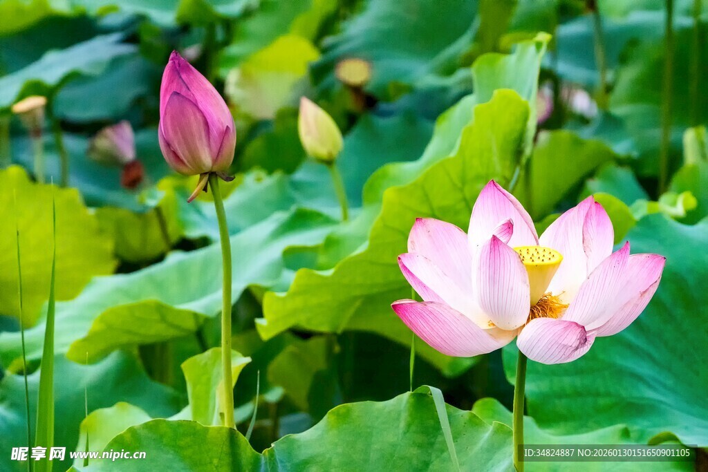 夏日盛开的娇艳荷花