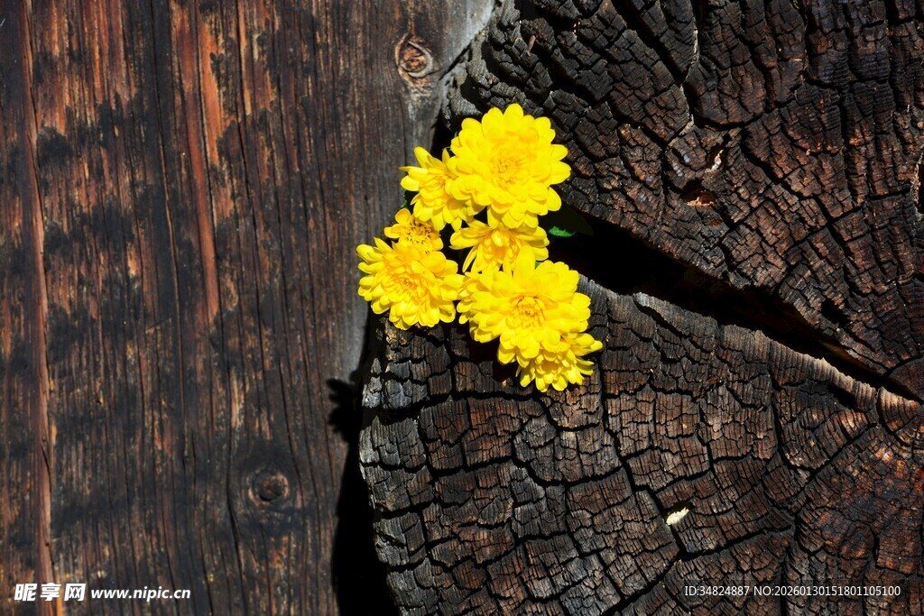 树桩上的黄色小花