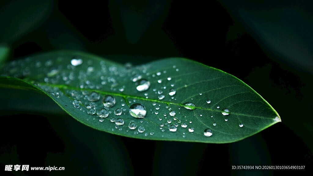 带水珠的翠绿叶片