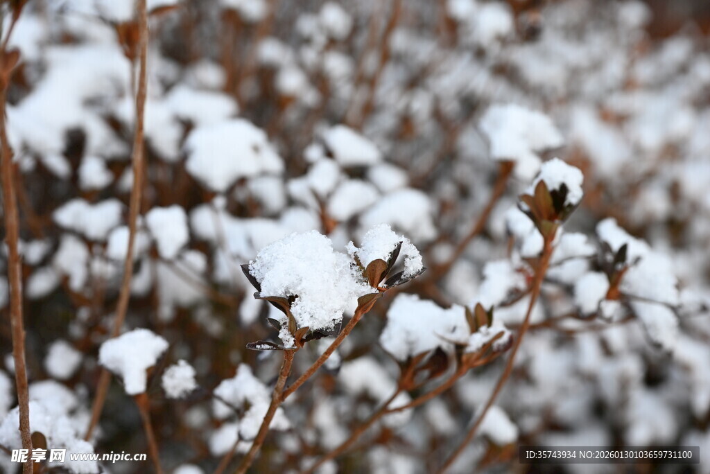 枝头覆雪冬日植物景致
