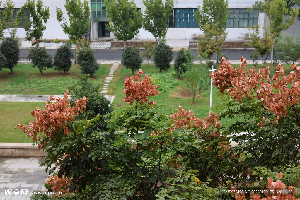 校园中绽放的鲜艳花卉