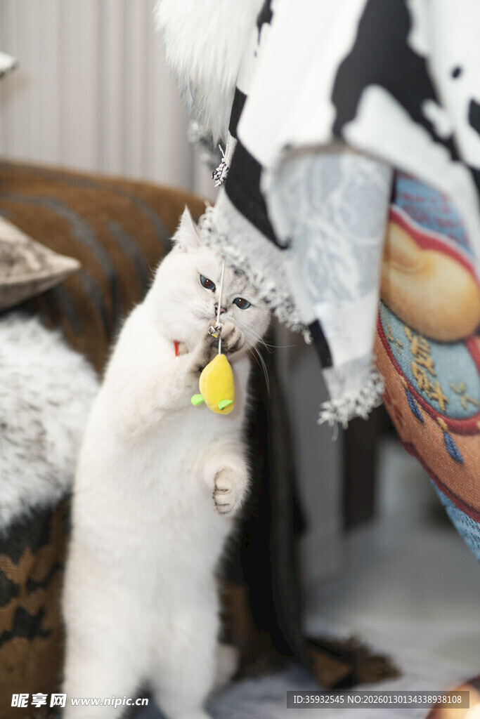 可爱白猫跃起玩悬挂物件