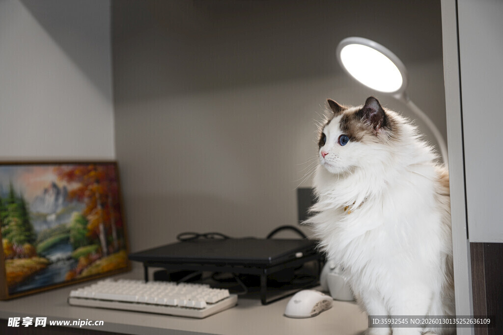 台灯下的长毛猫