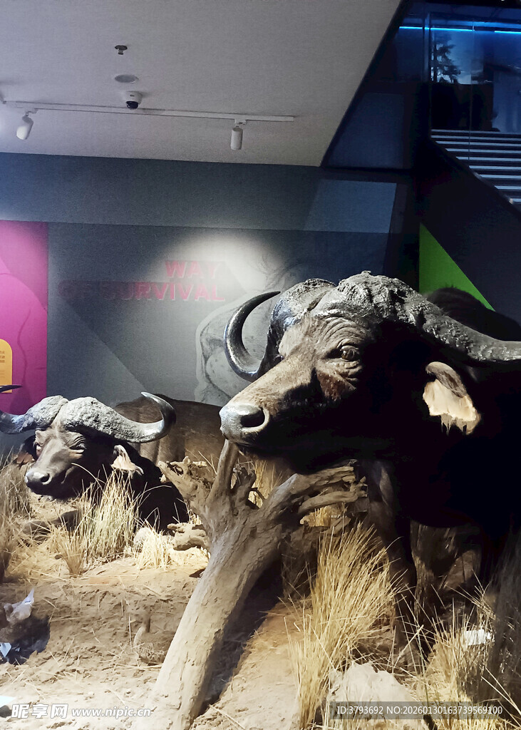 博物馆中的史前动物骨架