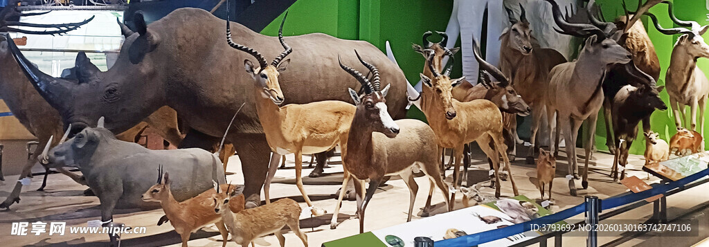 史前动物骨架展示