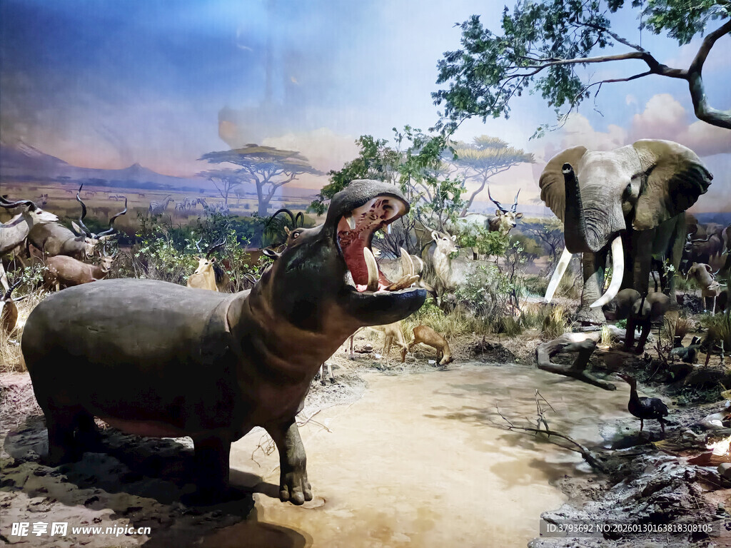 河马与大象的野外场景