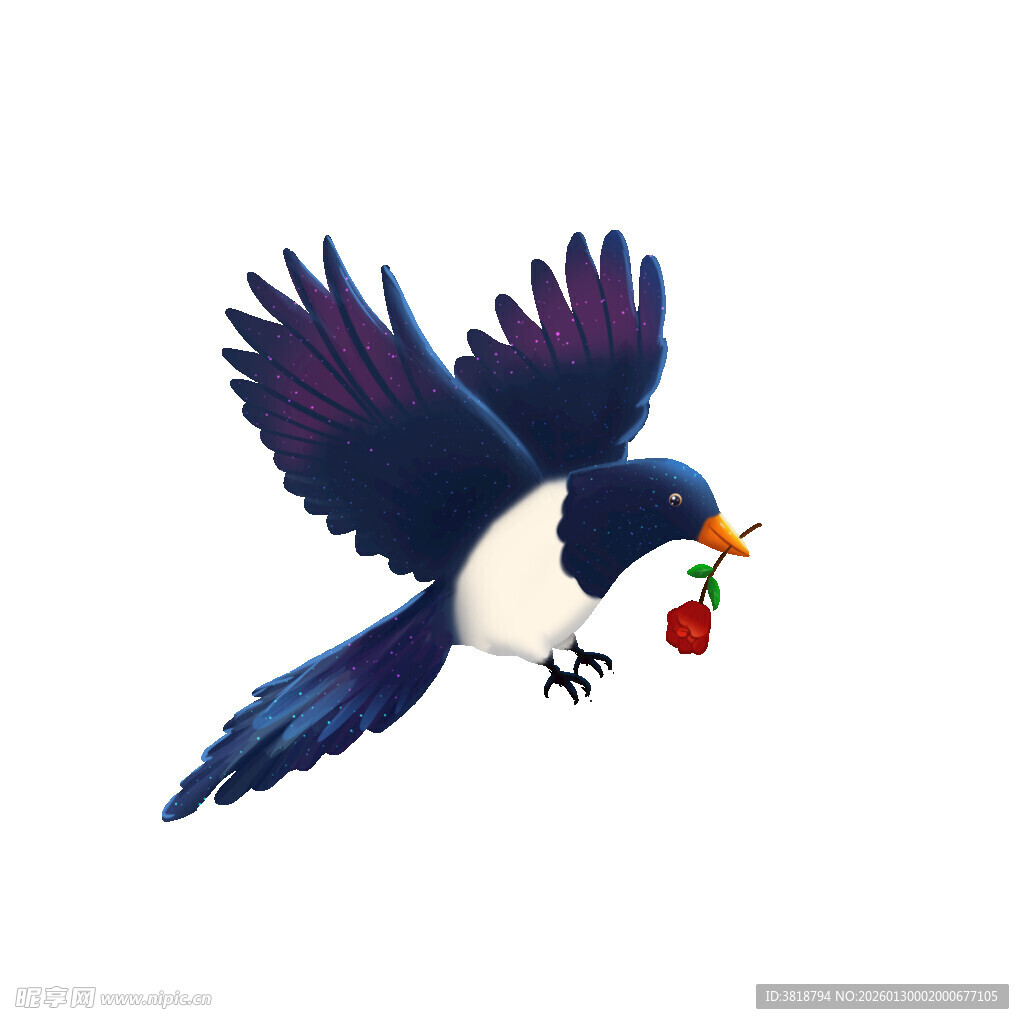 衔果飞翔的美丽喜鹊