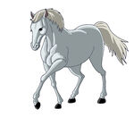 优雅白马漫步