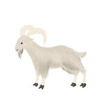 站立的白色山羊